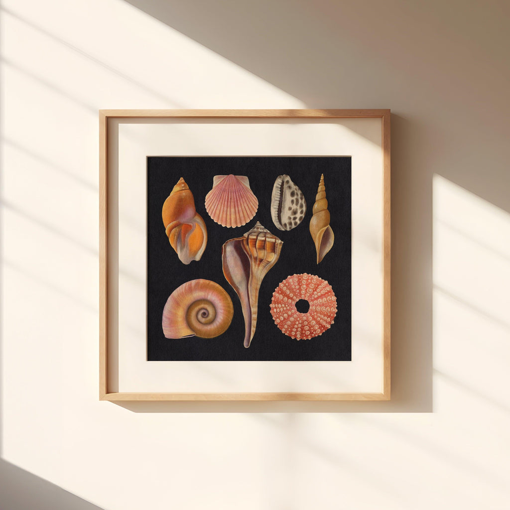 Vintage Botanical Seashell Illustration by Rebecca Zwanzig