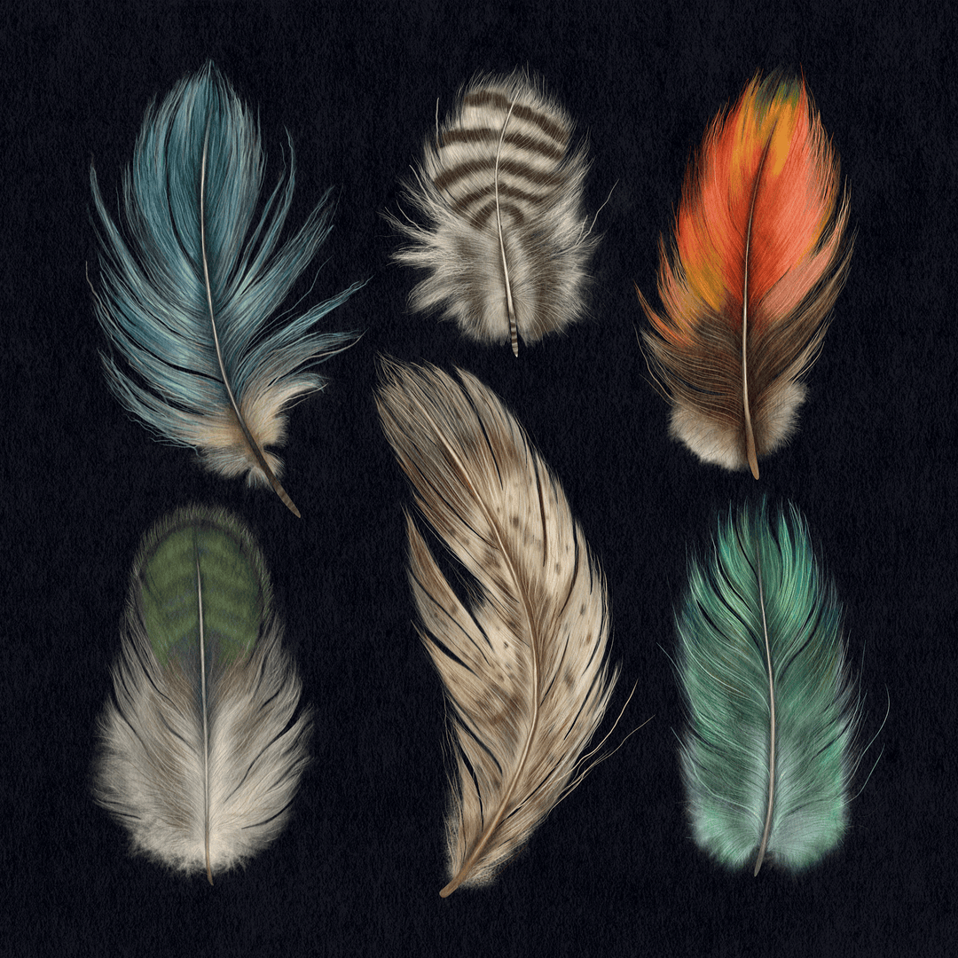 Feather Study Art Print