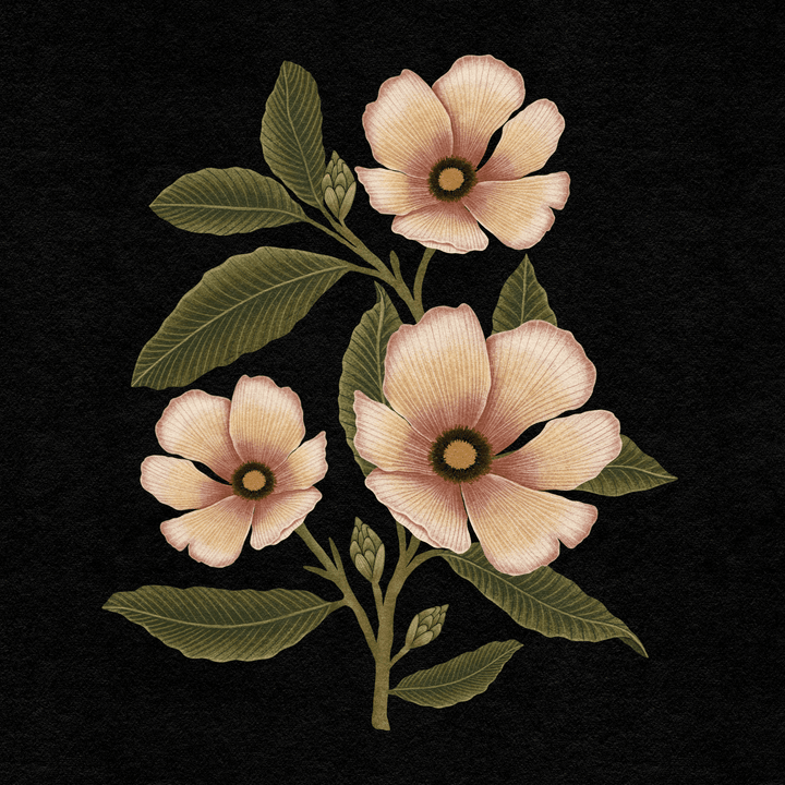 Magnolia Flowers Art Print - High West Wild