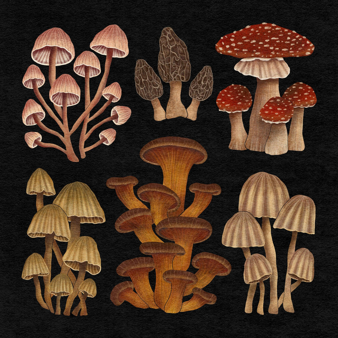 Nocturnal Mushrooms Art Print - High West Wild