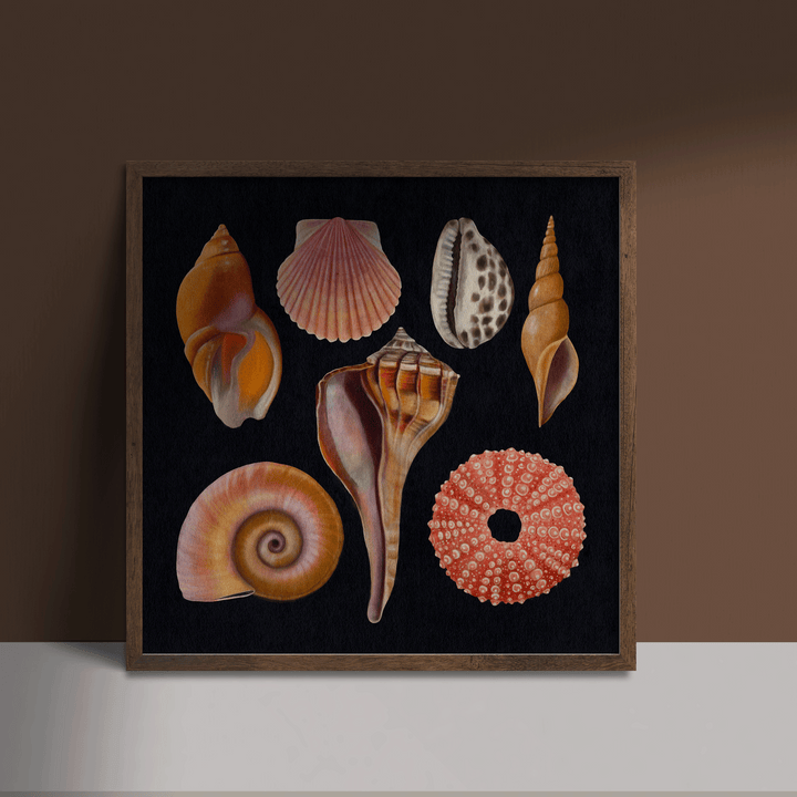 Seashells and Mollusks Art Print