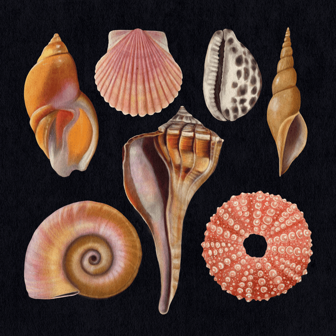 Seashells and Mollusks Art Print